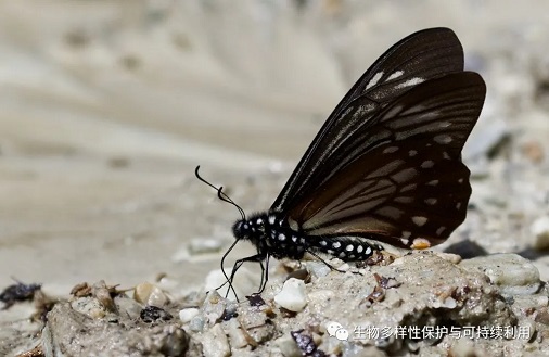3、小黑斑凤蝶