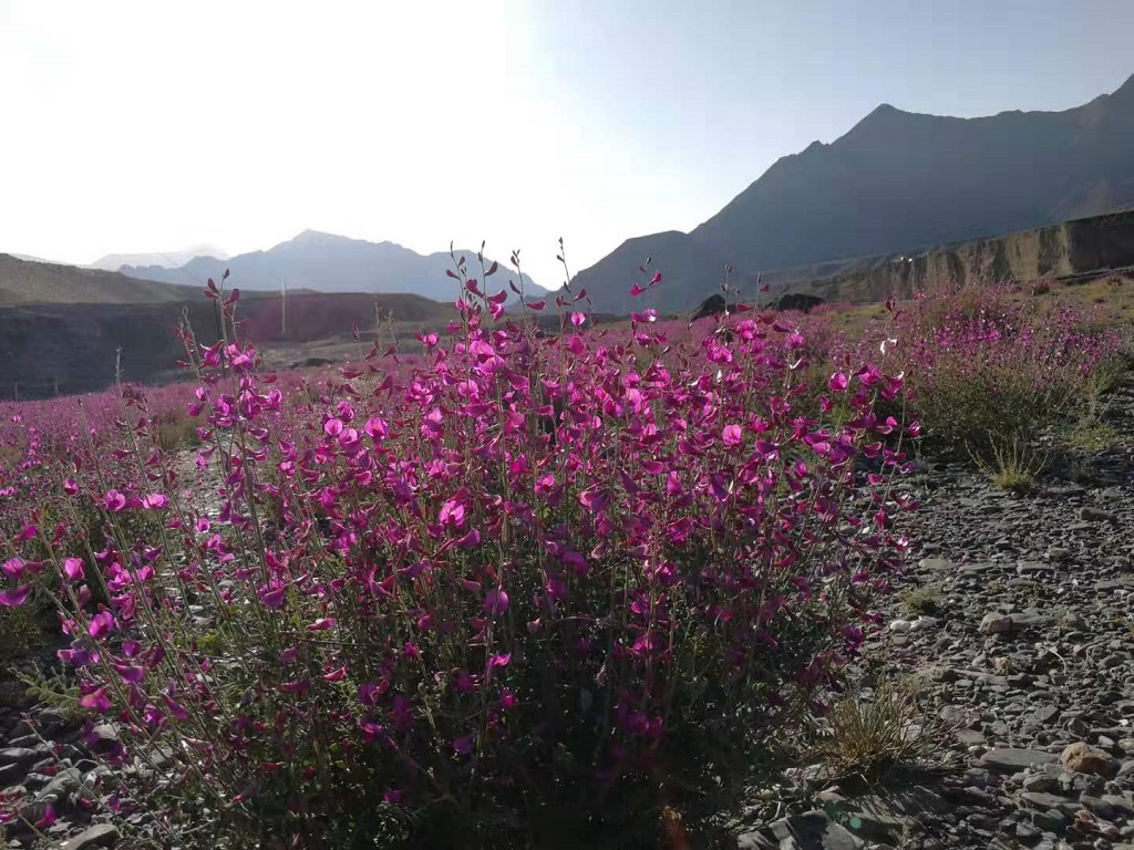 蓝花棘豆 9.jpg