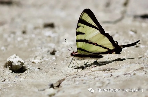 1、斜纹绿凤蝶 1、斜纹绿凤蝶