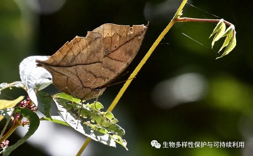 4、枯叶蛱蝶 4、枯叶蛱蝶