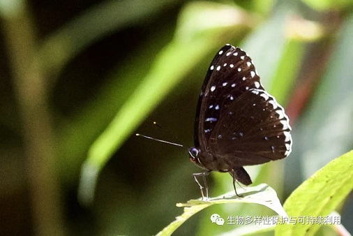  6、素饰蛱蝶