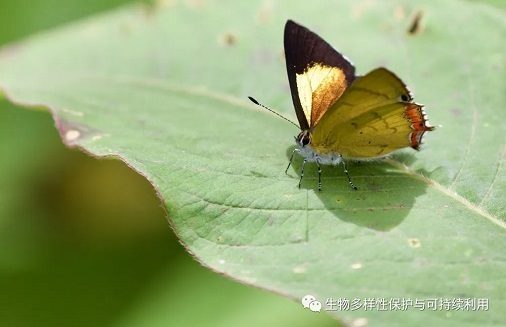 9、古铜彩灰蝶 9、古铜彩灰蝶