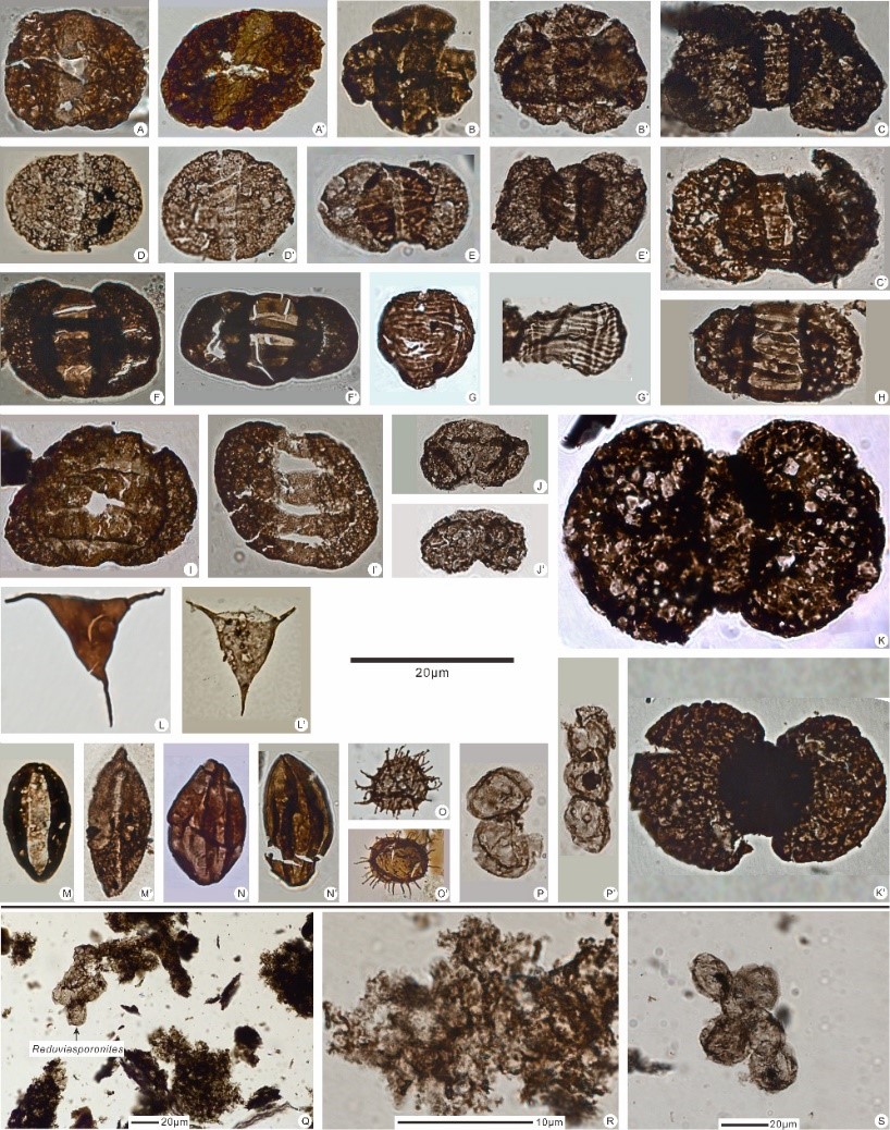 二叠及.jpg 二叠及.jpg